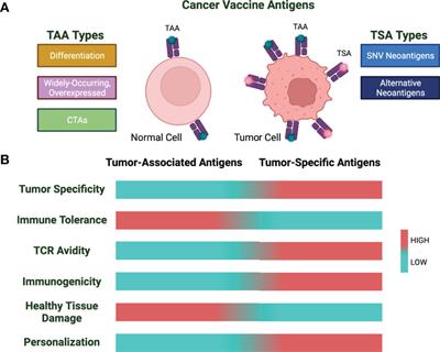Fueling Cancer Vaccines to Improve T Cell-Mediated Antitumor Immunity